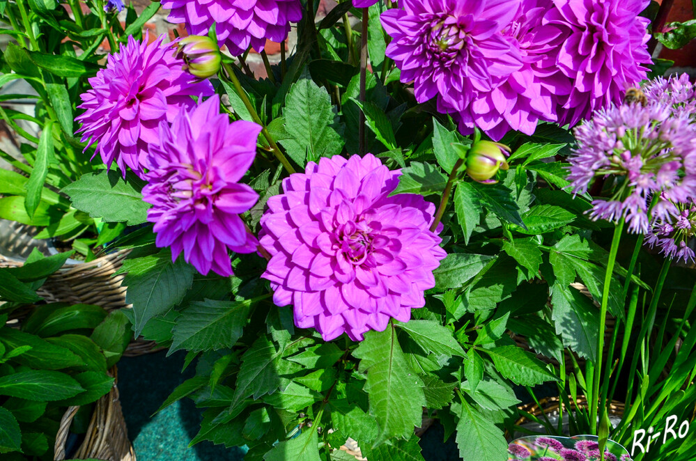 Lilablüten
Dahlien verzaubern durch ihre Vielfalt u. Farbenpracht. Abhängig von der Sorte können die Blüten einen Durchmesser von bis zu 30 cm u. eine Wuchshöhe bis knapp 2 m haben. (ndr)
