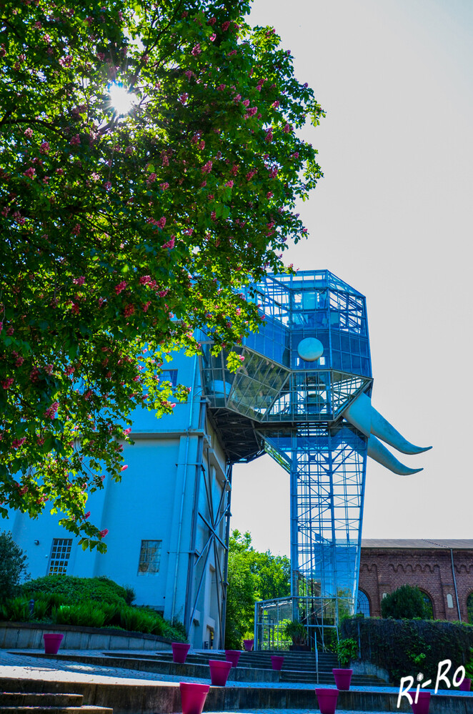 Jumbokopf
mitten im Maximilianpark steht der Glaselefant, der größte Jumbo der Welt! Der Künstler Horst Rellecke verwandelte 1984 anlässlich der ersten Landesgartenschau in NRW die Kohlenwäsche der ehemaligen Zeche Maximilian in die heute begehbare Plastik. (hamm)

 
Schlüsselwörter: 2024