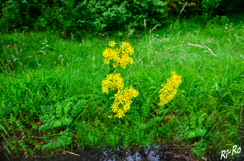 Gelbe Blüten
Das Jakobskreuzkraut ist auch unter dem Namen Jakobsgreiskraut bekannt. Im ersten Jahr bildet die Pflanze eine Rosette mit tief geschlitzten Blättern. Erste blühende Pflanzen findet man ab Mitte Juni, die Hauptblütezeit ist im Juli. (landwirtschaftskammer)
