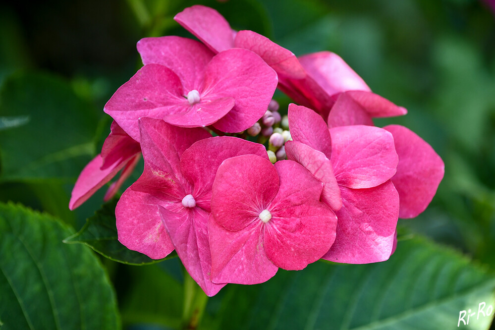 Tellerhortensie
lange Zeit stand sie im Schatten der üppigen Bauernhortensie, konnte sich jedoch wegen ihrer ebenfalls ausgeprägten u. filigranen Blütenpracht sowie der bunten Sortenvielfalt durchsetzen. (pflanzenlexikon)
