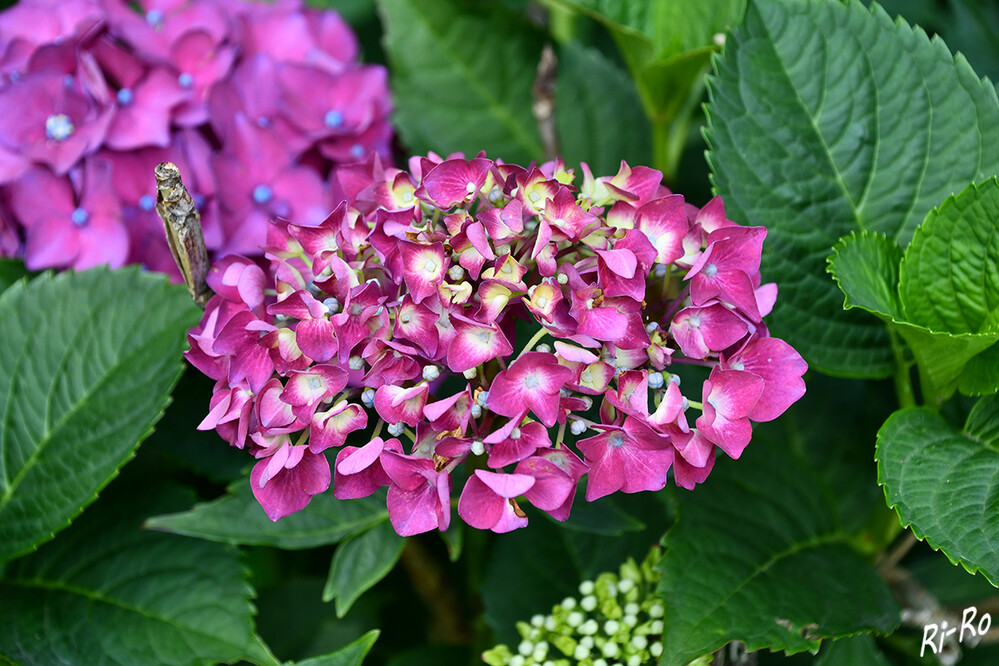 Hortensien
sind aufrecht wachsende, überwiegend sommergrüne Blütensträucher oder Kletterpflanzen u. namensgebend für die Familie der Hortensiengewächse. (mein-schoener-garten)
