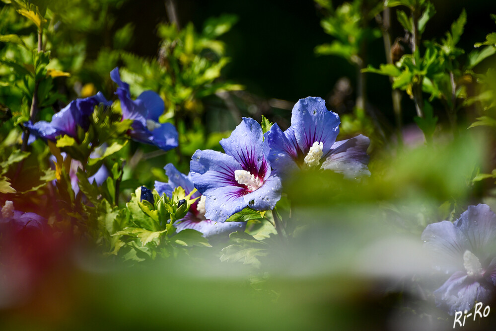 Blickfang
Ungefähr von Juli bis Ende September blüht in den Gärten der Hibiskus. Die großen, leicht trichterförmigen Blüten, aus denen bei vielen Sorten ein auffälliger Stempel herausragt, ziehen viele Bienen, Schmetterlinge u. andere nützliche Insekten an. (ndr.de)

 
