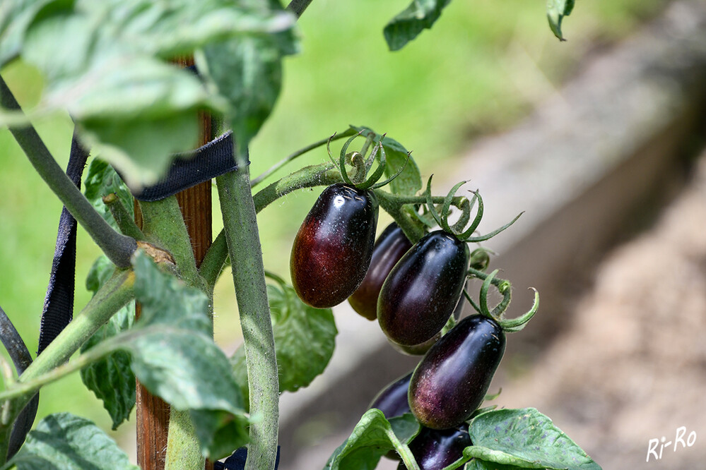 Violettblaue Tomate
trägt viele kleine, dattelförmige Früchte. Die Datteltomate ist eine
recht neue Züchtung u. daher noch selten. (tomaten-und-anderes-gemüse.de)
