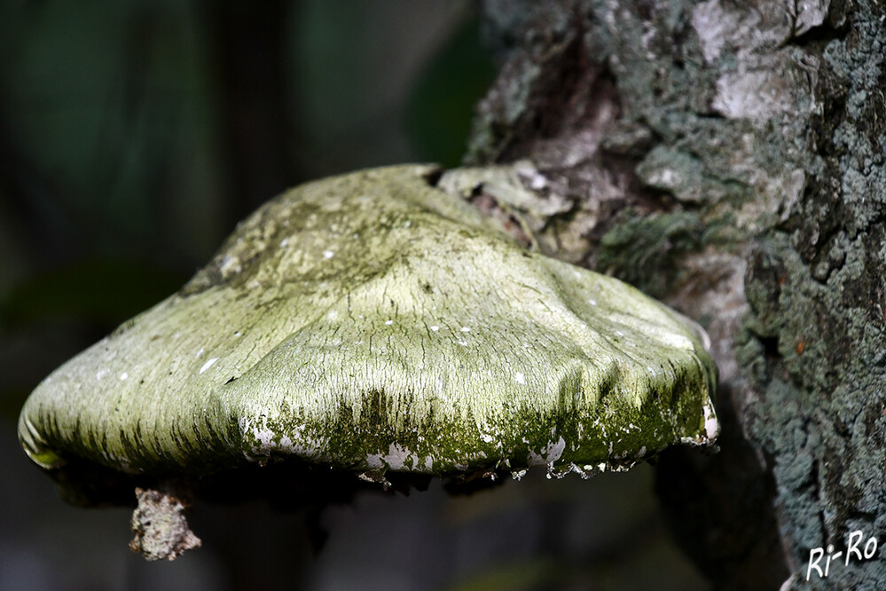 Zunderpilz
er ist für das Ökosystem der Erde sehr wichtig u. daher überall in der Natur anzutreffen. Sie räumen sozusagen auf u. tragen dadurch zur Erhaltung des Lebens Kreislaufs bei. (hausgarten.net)
