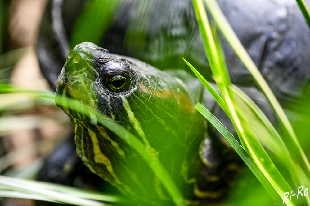 5 - Schmuckschildkröte
mit dem roten Punkt am Kopf gehört sie zu den schönsten Vertretern der Familie der Sumpfschildkröten. Sie sind Kriechtiere u. verbringen die meiste Zeit ihres Lebens im Süßwasser. (Kindernetz)
