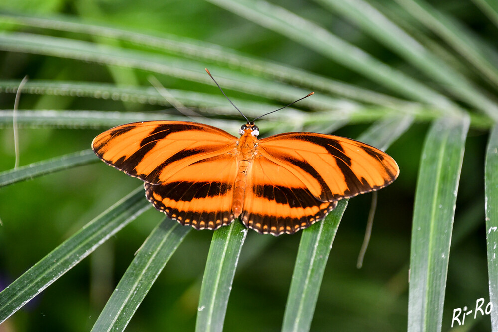 Edelfalter
Die Fackel ist ein tropischer Schmetterling mit einer Flügelspannweite von 8,6 bis 8,9 cm. Bei den Männchen ist die Oberseite leuchtend orange mit großen schwarzen Bändern. Die Weibchen sind matter mit unscharfen schwarzen Bändern. Die Unterseite ist eher braun-schwarz mit orange-gelben Bändern. (papiliorama.ch)
