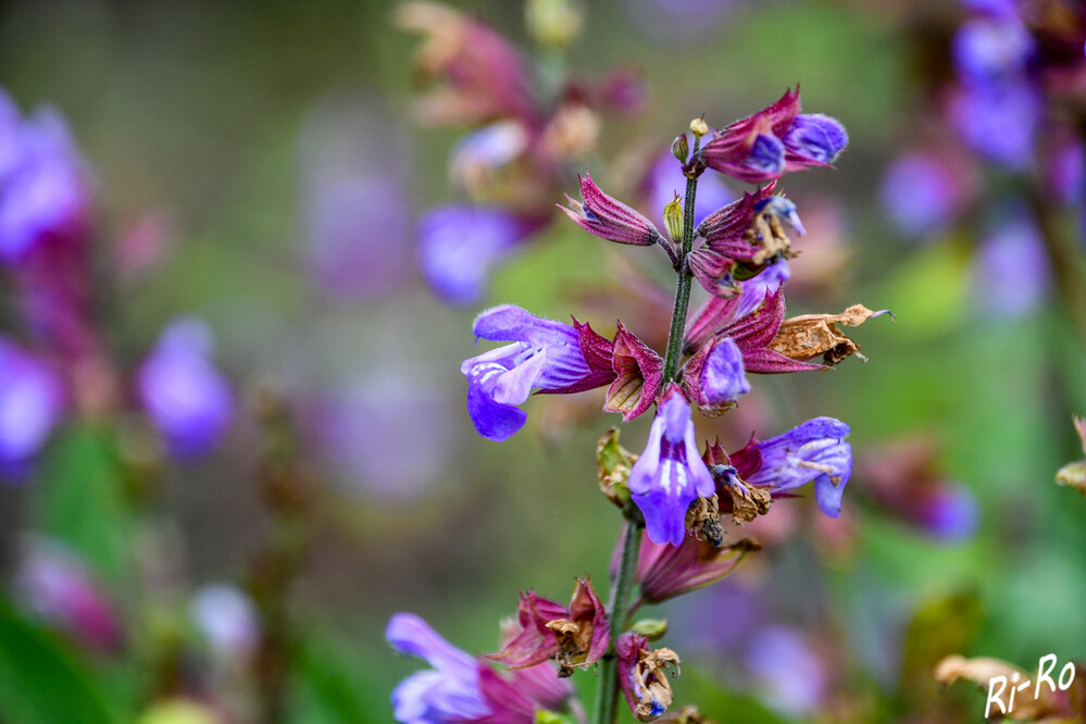 Salbei
blüht von Mai bis Juli mit zahlreichen kleinen Blüten in leuchtenden blauvioletten Tönen. Wer viel Salbei hat, kann aus den Blüten leckeren Sirup herstellen. (mdr.de)
Schlüsselwörter: 2024