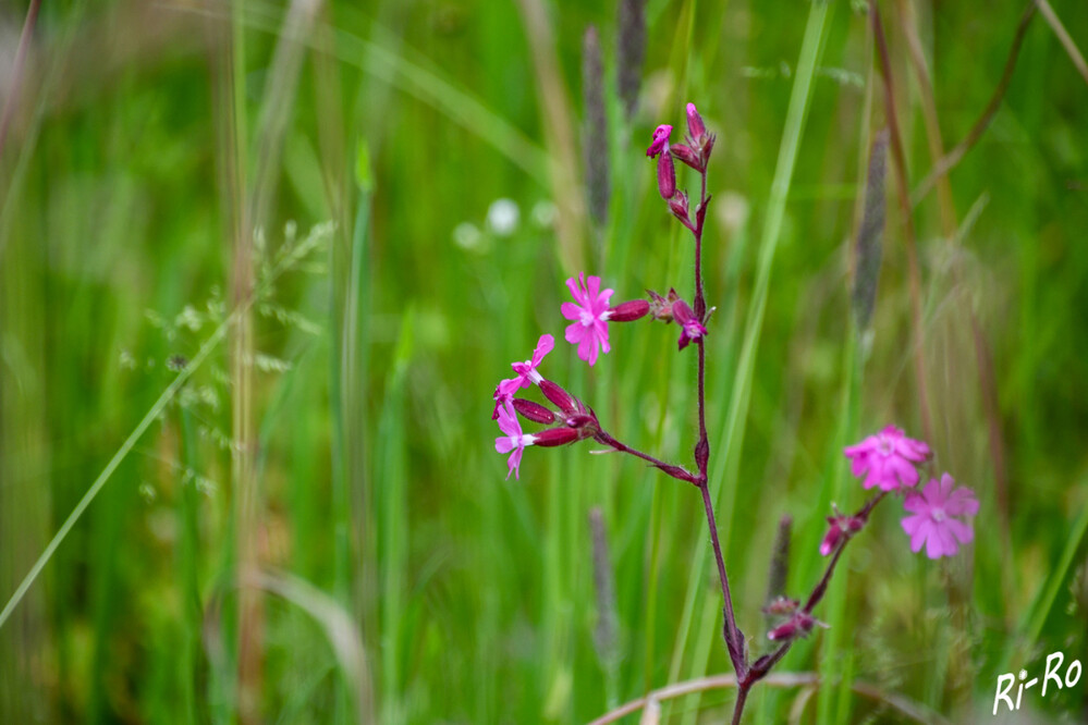 Wiesenblüte
Mit ihren aufrecht angeordneten Blüten, in denen der Nektar recht tief unten verborgen ist, spricht die Kartäusernelke vor allem Schmetterlinge an. (nabu)
Schlüsselwörter: 2024