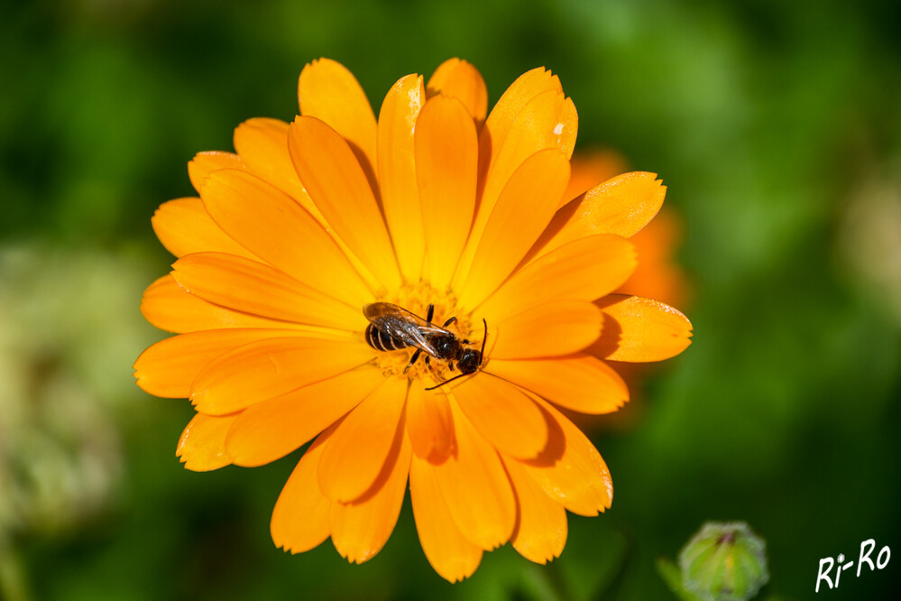 7 - Gelbbindige Furchenbiene
ist eine soziale Wildbiene. Die Sonnenanbeterin stammt aus dem Mittelmeerraum u. hat sich in Deutschland verbreitet. (wildbiene)
