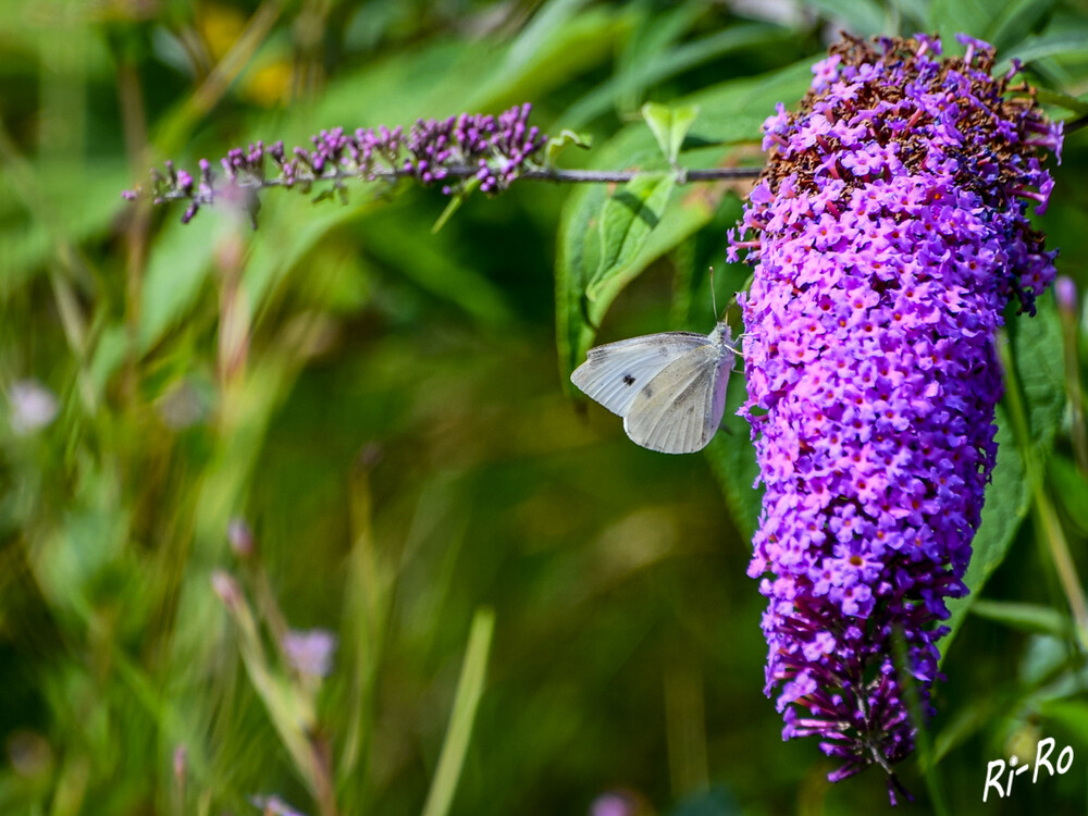 Cremeweißer Tagfalter
Der Kohlweißling ist ein Schmetterling aus der Familie der Weißlinge u. gehört zu den am häufigsten in Mitteleuropa vorkommenden Tagfaltern. (nabu)
Schlüsselwörter: 2024