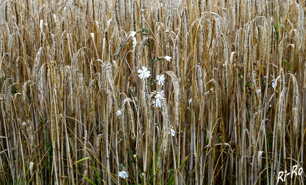 Blüten im Kornfeld
Das Korn des Roggens wird für Nahrungsmittel, Futter- u. Genussmittel oder auch als Nachwachsender Rohstoff genutzt. (wikipedia)
