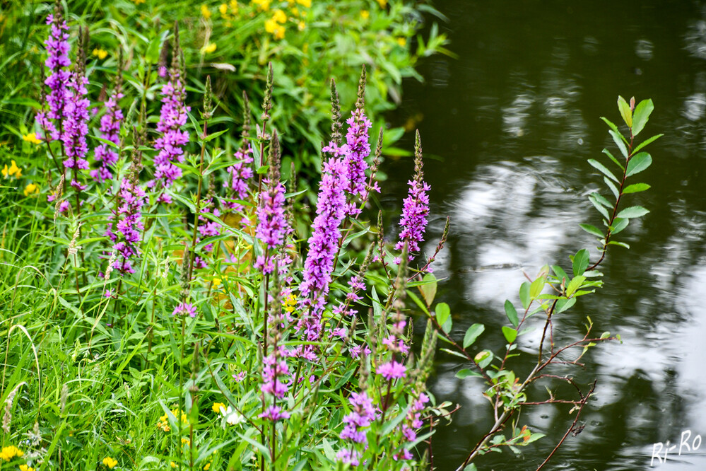 Blutweiderich
ist eine heimische Wildpflanze, welche bevorzugt an Bachläufen, Gräben u. Teichen wächst. Mit seinen zahlreichen Blüten zieht er viele Nützlinge an. (nachgeharkt)
