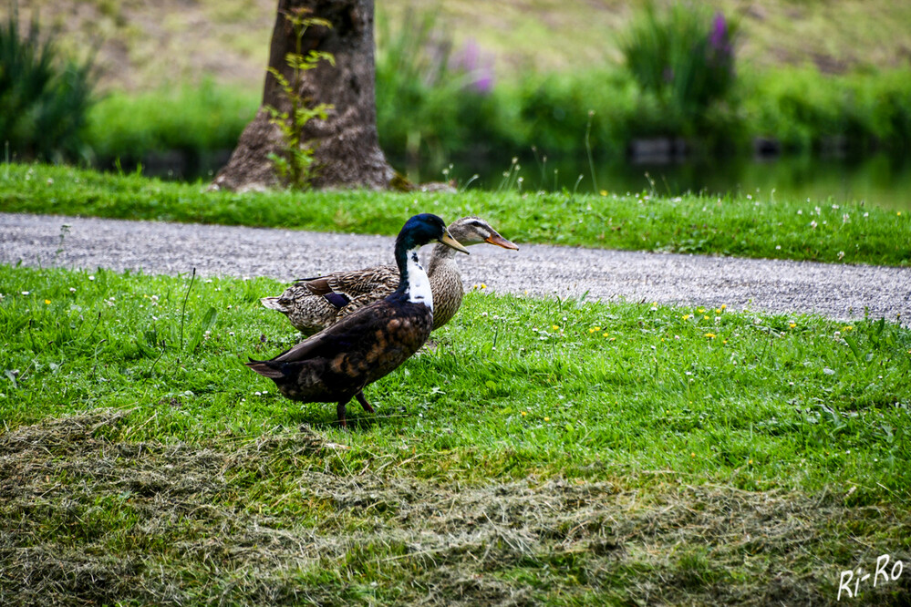 Erkundungstour
Stockenten sind unsere anpassungsfähigsten Wasservögel und besiedeln Gewässer aller Art. Sie sind tag- und nachtaktiv. (wildtierportal)
