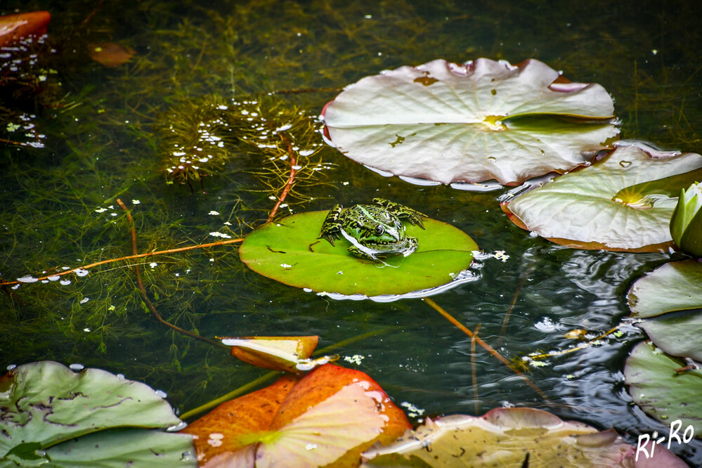 Frosch
Die Oberseite des Teichfroschs ist hell-oder grasgrün, selten bläulich bis bräunlich mit kleinen schwarzen, rundlichen Flecken. Auf dem Rücken tragen die Tiere oft einen breiten, hellgrünen Streifen. (bund-naturschutz)
Schlüsselwörter: 2024