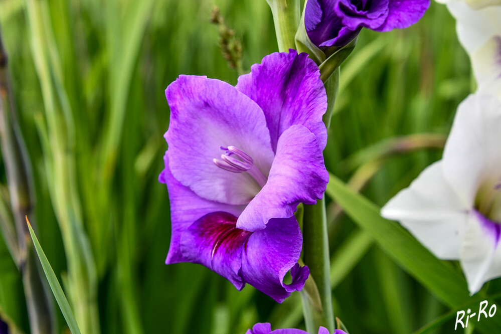 Gladiole
sie bildet zahlreiche u. sich nacheinander öffnende Blütenknospen in großer Form- u. Farbvielfalt, so dass man ihre Blütenpracht über einen langen Zeitraum hinweg genießen kann. (saatwerk)
