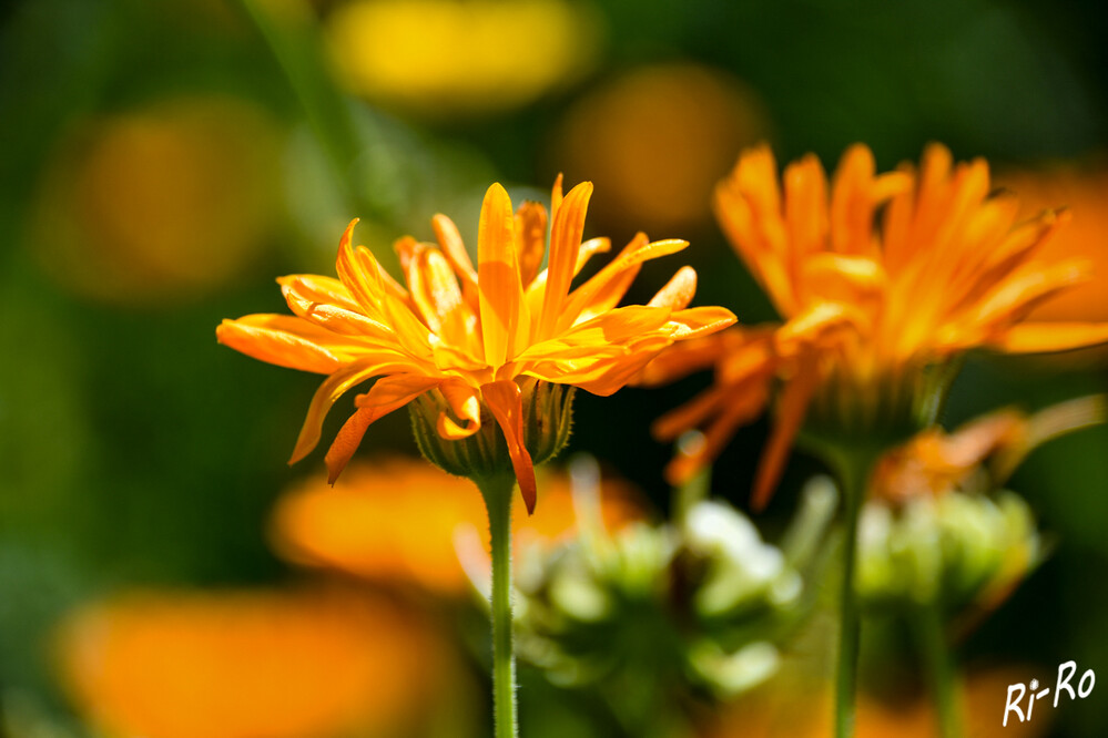   Ringelblume orange
sie gehört schon seit vielen Jahrhunderten zu den Pflanzen, die von Menschen angebaut u. genutzt werden. Je nach Art werden sie bis zu 70 Zentimeter hoch. Ihre Blütezeit dauert über den ganzen Sommer, von Juni bis Oktober. (botanischer-garten-karlsruhe)
