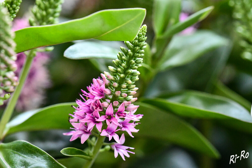 Strauchveronika
Dank der etwas gewundenen Struktur hat die Pflanze eine lockere, natürliche Ausstrahlung u. die Blütenstände sind sehr beliebt bei Schmetterlingen u. Bienen. (noviflora)
