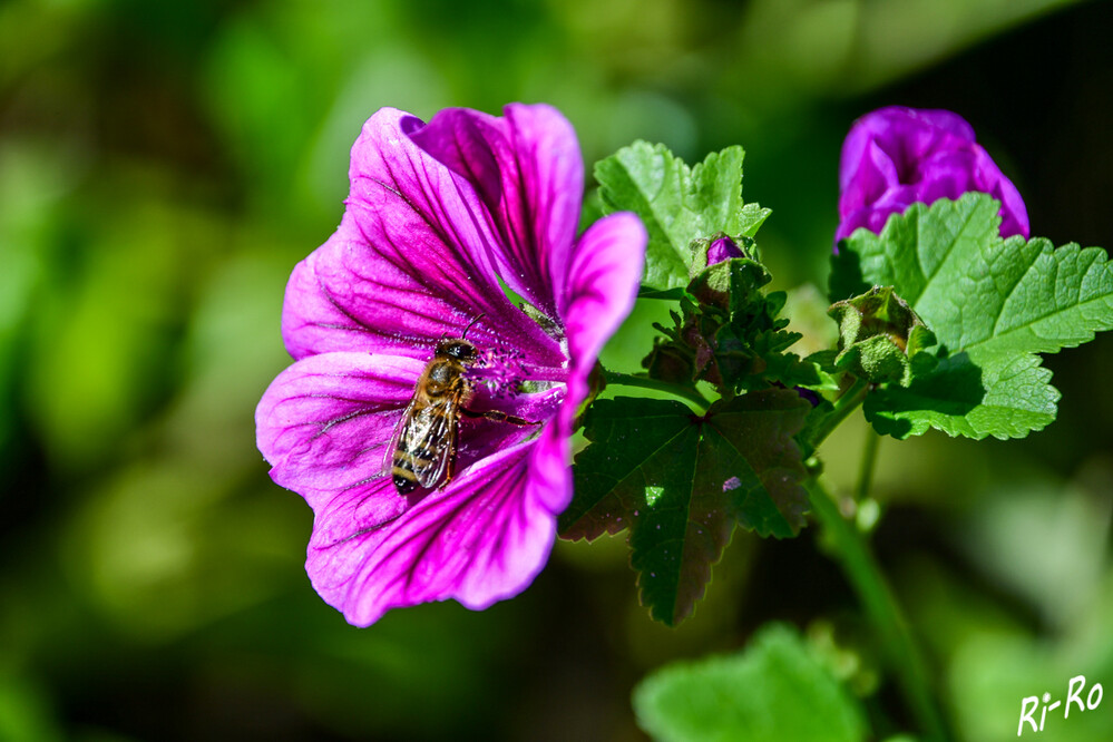 Biene auf der Blüte
Strauchmalven bestechen durch ihren stattlichen Wuchs u. eine unglaubliche Blütenfülle. Nicht wenige von ihnen begeistern neben ihrer sehr langen Blütezeit im Sommer u. Spätsommer auch durch die Größe u. Leuchtkraft ihrer Blüten. (gartenratgeber)
