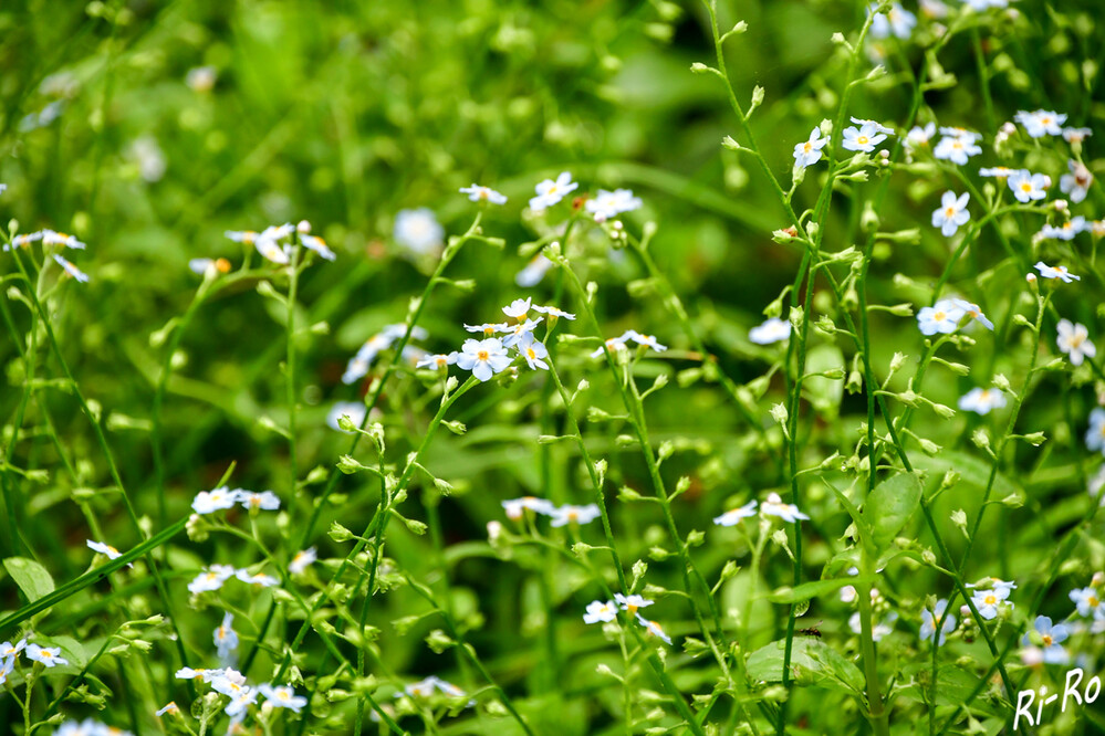 Vergissmeinnicht
ist ein Allroundgenie im Beet. Als alleinstehender Bodendecker im Frühling oder Sommer sorgt es für ein leuchtendes Blütenmeer. (Schöner Wohnen)
