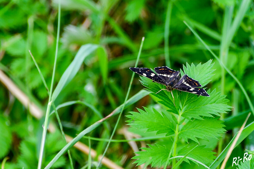 Landkärtchen
ist ein kleiner Edelfalter mit zwei Generationen pro Jahr, die sich in Farbe u. Muster unterscheiden. Es ist auf blühende Blumenwiesen angewiesen. (nabu/nrw)
