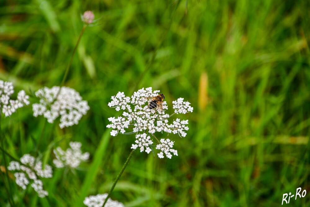 Hier sitze ich gut 
Schwebfliege (Größe: 1-2 cm je nach Art. Lebenserwartung: mehrere Monate.) auf der Wilden Möhre. Im Hochsommer gehört die Wilde Möhre zu den auffälligsten u. häufigsten Blumen am Wegesrand. Bei Insekten ist die Möhre sehr begehrt. Erwachsene Schwebfliegen ernähren sich ausschließlich von Nektar u. Pollen, sie sind neben Bienen unsere wichtigsten Nützlinge. (nabu)
