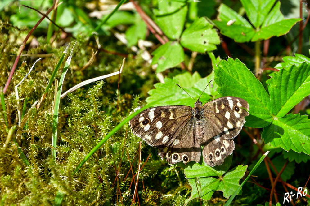 Waldbrettspiel
sie fliegen nur selten Blüten an, meistens saugen sie an Baumsäften und reifem Obst, aber auch an Pfützen. Die Falter fliegen in zwei Generationen von Mitte April bis Anfang Juni und von Juli bis Mitte September. (deutschlands-natur)
