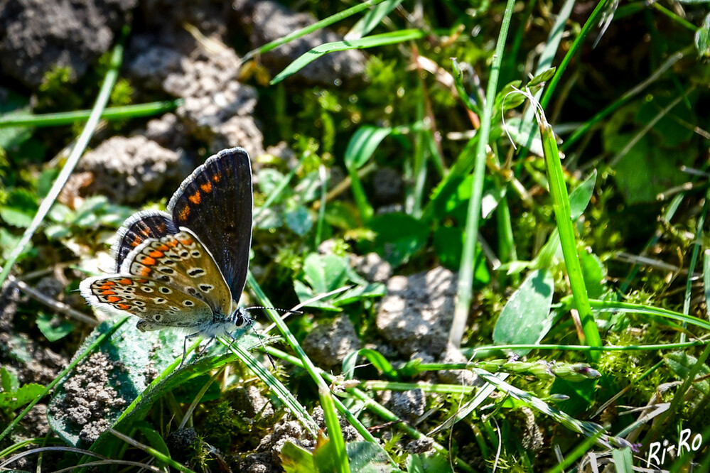 Hauhechel-Bläuling
besonders gern halten sich die Falter in warmen, trockenen u. offenen Landschaften auf. Sie saugen an den Blüten von Wiesen-Platterbse, Hornklee oder Thymian. (nabu)
