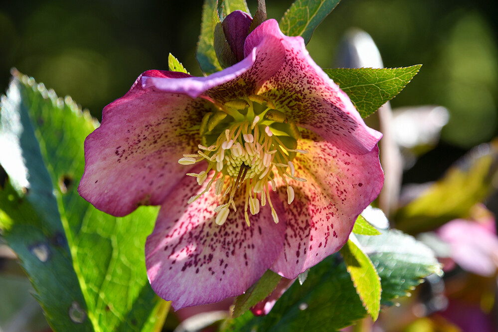 Frühlingserwachen "Lenzrose"
Roland
Schlüsselwörter: 2021