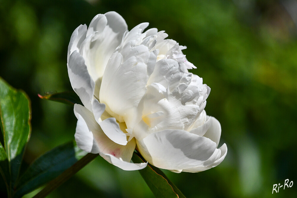 Pfingstrosen
sind Juwelen im ländlichen Garten. Drei bis vier Jahre nach dem Pflanzen kann man erstmals Blüten für einen Blumenstrauß abschneiden. (mein-schoener-garten)
