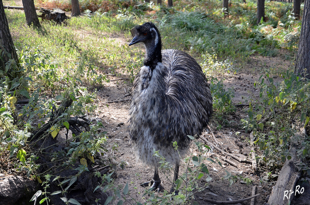 Tiere „Emu“
Perla
Schlüsselwörter: 2022