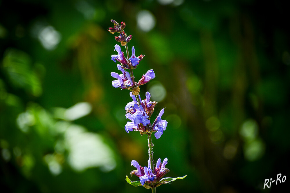 Salbei
Rund 800 Arten existieren weltweit. Während der Salbeistrauch etwa zwischen 30 u. 50 Zentimeter hoch wird, ragt die hübsche, blauviolette Blüte des Halbstrauchs rund 70 Zentimeter hoch auf. (selbstversorger)
