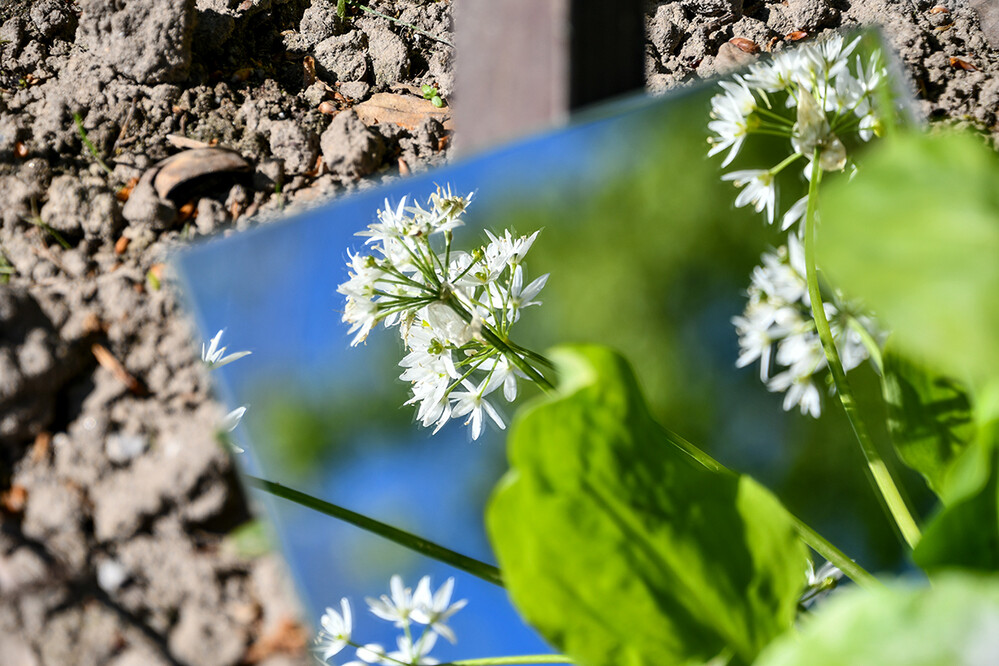 Spiegelungen "Bärlauchblüten“
Roland
Schlüsselwörter: 2021