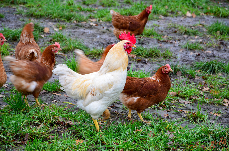 Freigang
das Haushuhn, kurz auch Huhn genannt, ist eine Zuchtform des Bankivahuhns, eines Wildhuhns aus Südostasien, u. gehört zur Familie der Fasanenartigen. Landwirtschaftlich zählen sie zum Geflügel. (lt. wikipedia)
