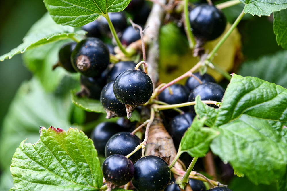 Obst und Gemüse „Schwarze Johannisbeeren“ 
Roland
Schlüsselwörter: 2021