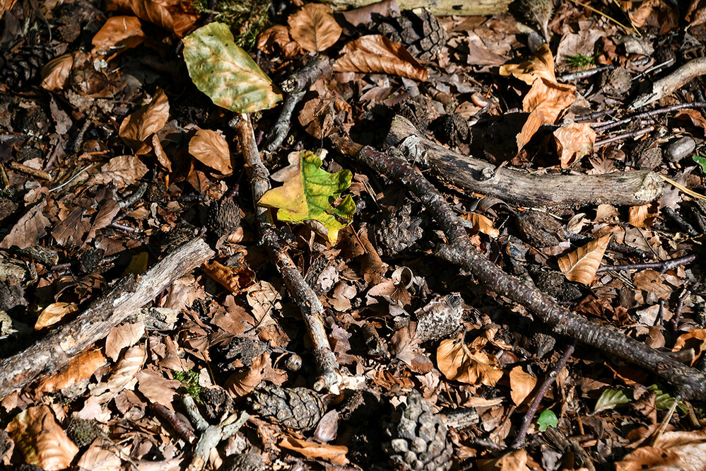 Herbstlich „Waldboden“
Roland
Schlüsselwörter: 2021