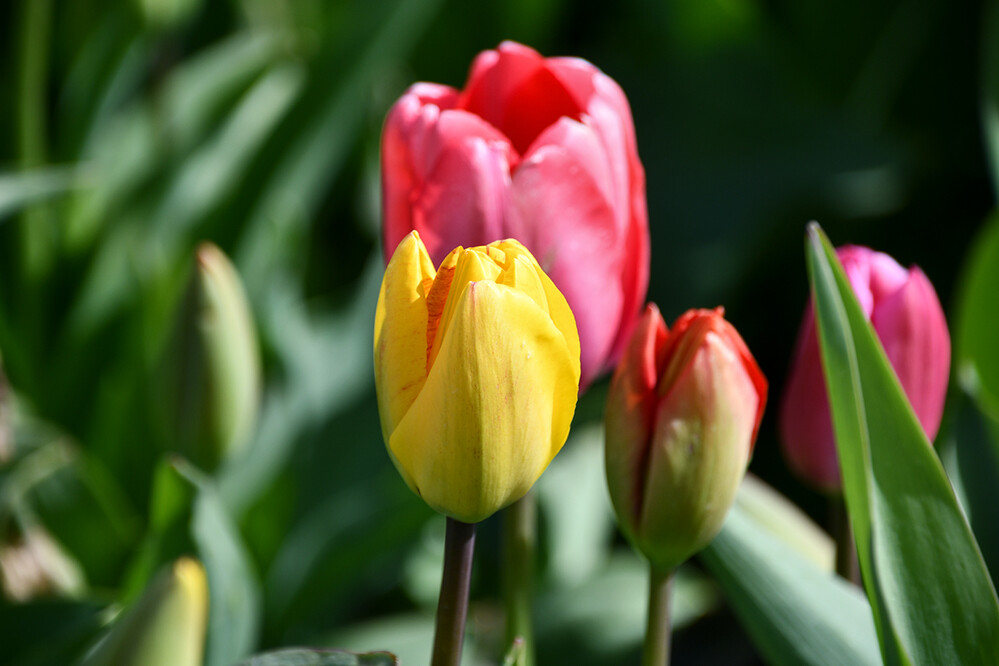 Farbenfroh “Tulpenblüten"
Roland
Schlüsselwörter: 2022