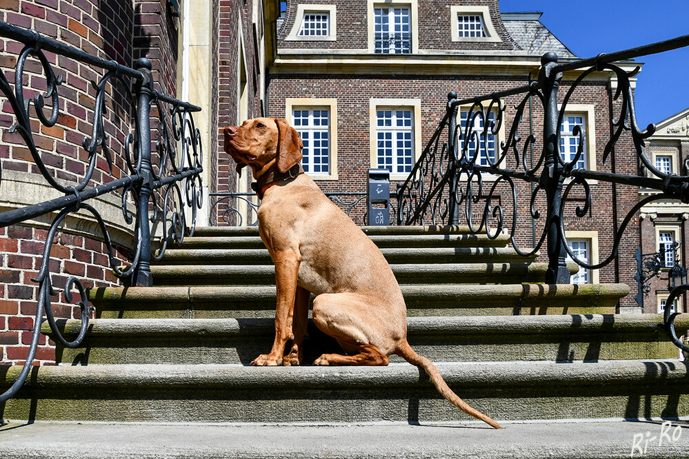 Andere Perspektive
Magyar Vizsla bedeutet aus dem Ungarischen übersetzt einfach Ungarischer Vorstehhund. Damit kann ebenso der Drahthaarige Ungarische Vorstehhund gemeint sein. Hierbei handelt es sich nicht um eine Variante des Kurzhaarigen Ungarischen Vorstehhundes, sondern um eine eigenständige Rasse. (zooplus.de/magazin)
