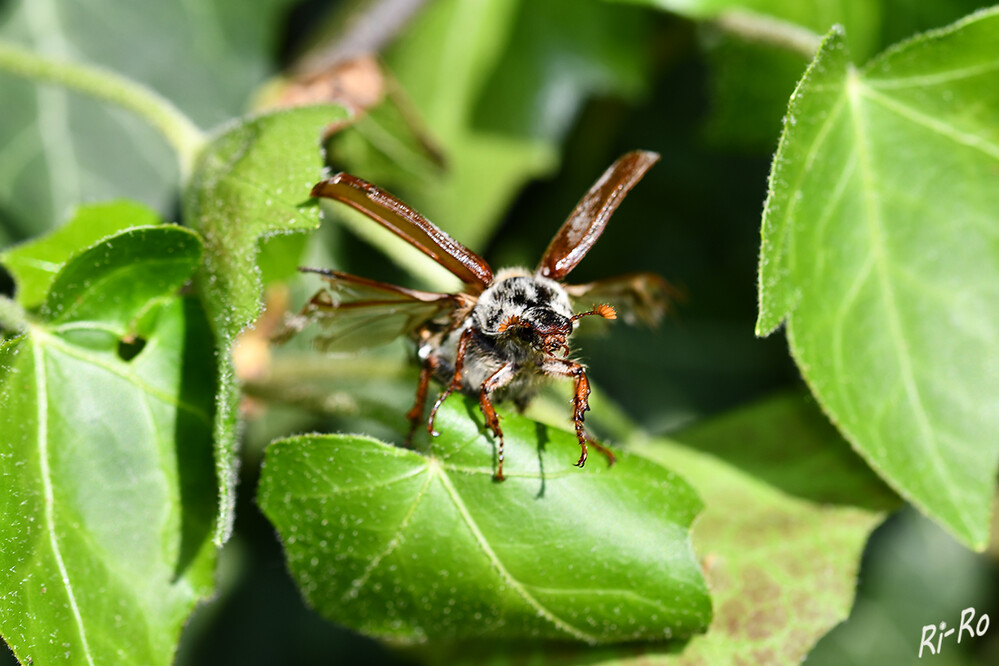 Abflug
Maikäfer bleiben im Boden, überwintern dort u. erscheinen Ende April/Anfang Mai in der Landschaft. Die Larven ernähren sich von Wurzeln der vielfältigsten Pflanzen, die Käfer fressen die Blätter von Laubbäumen. (insektenbox.de)
