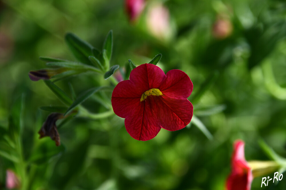 Petunienblüte
sie ist eine aus mehreren Arten der Gattung erzeugte Hybride u. zählt zu den wichtigsten Zierpflanzen. Die oberirdischen Pflanzenteile sind mit einfachen, oftmals klebrigen Trichomen behaart. (pflanzen-deutschland.de)
