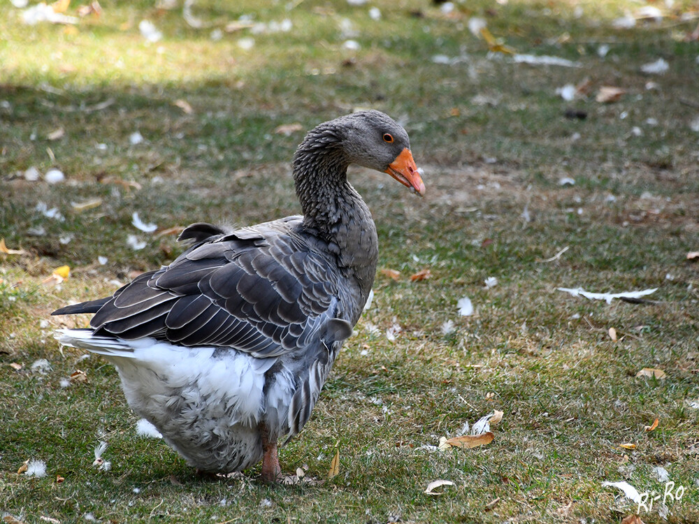 Tiere „Pommerngans“
Roland
Schlüsselwörter: 2022