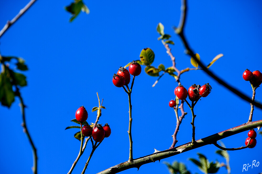 Hagebutten
wachsen an ein bis zwei Meter hohen Sträuchern u. kommen nur auf der nördlichen Erdhalbkugel vor. Es sind so genannte Schein- beziehungsweise Sammelfrüchte, die aus den Blüten der Rosen entstehen (gesundheit)
