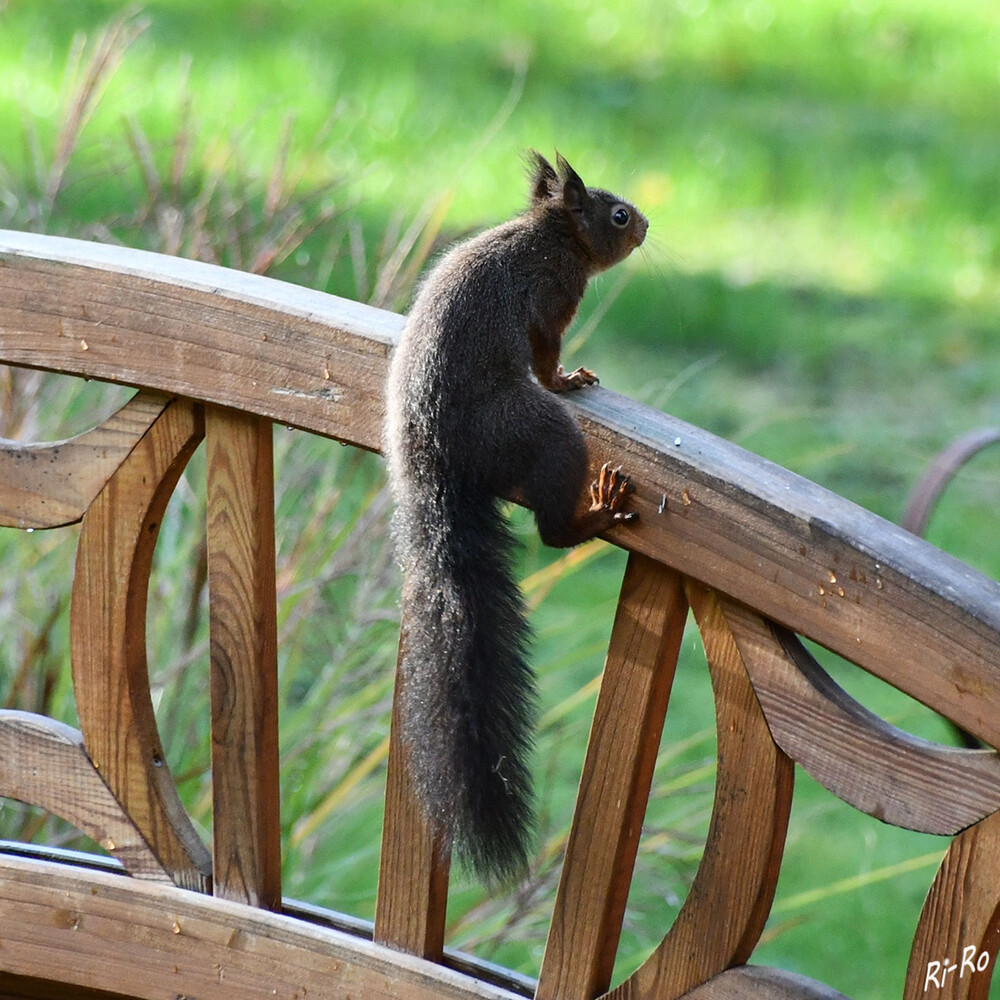 Angekommen
Das Leben des Eichhörnchens spielt sich zum größten Teil in den Baumkronen ab. Die richtige Heimat dieser Nagetiere ist der tiefe Wald. Sie finden dort alles, was sie zum Leben brauchen. (kiwithek.kidsweb)
