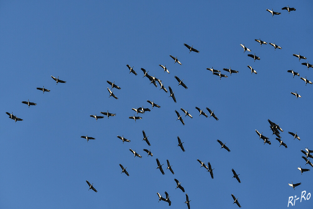  Kraniche
sind eigentlich tagaktive Vögel, nur während des Vogelzugs sind sie auch nachts unterwegs. Kraniche sind gesellig. Meist leben sehr große Gruppen zusammen, gehen gemeinsam auf Nahrungssuche u. schlafen gemeinsam. (kindernetz)
