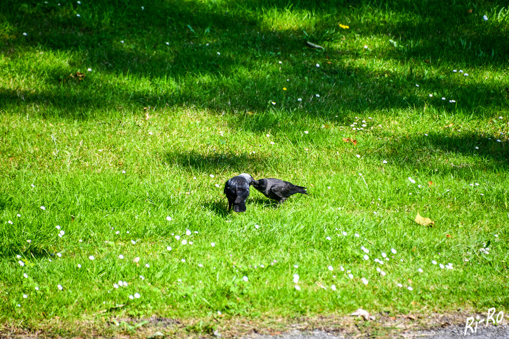 Fütterung
Junge Rabenvögel werden von ihren Eltern in der Natur vor allem mit Insekten, Würmern u. anderen kleinen Futtertieren ernährt. (wildvogelhilfe.org)
