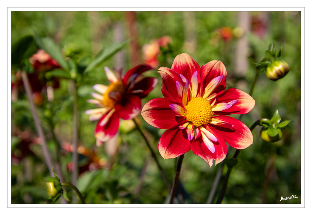 Dahlie
Dahlien (Dahlia) sind in Norddeutschland auch als Georginen bekannt und gehören zur Familie der Korbblütler (Asteraceae). Sie schmückten in ihrem Herkunftsland Mexiko bereits die Tempel der Azteken, denn das natürliche Verbreitungsgebiet aller 35 Arten sind die Hochebenen Mexikos und Guatemalas. lt. mein-schoener-garten
Schlüsselwörter: 2024