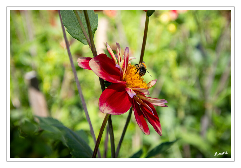 Wildbiene auf Dahlie
Als Wildbienen bezeichnet man sämtliche Arten der Bienen aus der Überfamilie Apoidea mit Ausnahme der als Nutztiere gehaltenen Honigbienen. Der Begriff Wildbiene hat keine Relevanz in der biologischen Systematik. In der Zoologie war auch schon der Name Blumenwespen als Bezeichnung für diese Gruppe der Bienen geläufig. Wikipedia
Schlüsselwörter: 2024