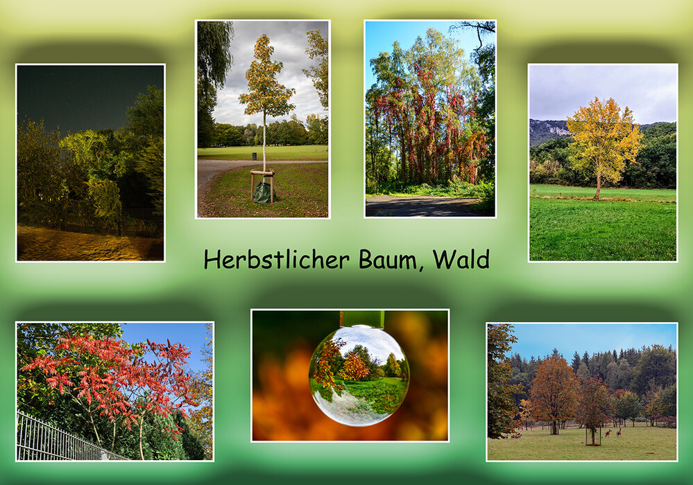 Herbstlicher Baum, Wald 
Schlüsselwörter: 2024