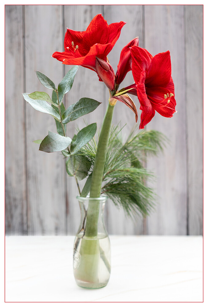 Dezemberfoto "Amaryllis"
Marianne
Schlüsselwörter: 2021