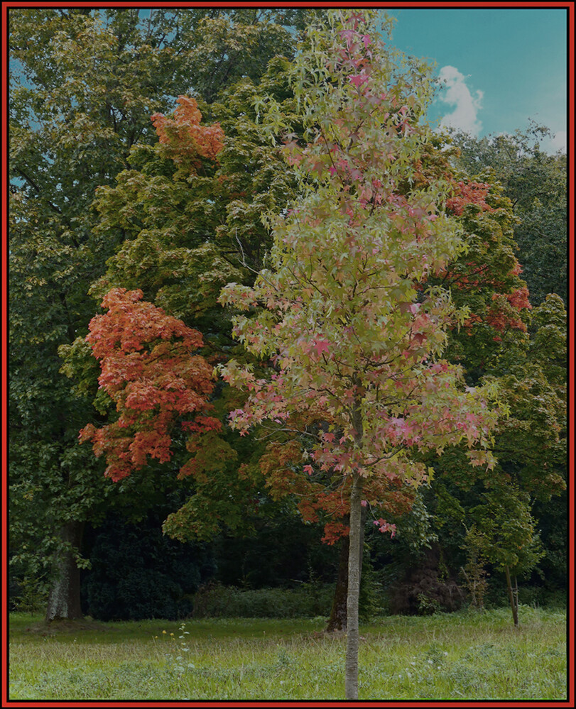 Herbstlicher Baum, Wald  „Alt und Jung im Oktober"
Elise
Schlüsselwörter: 2024