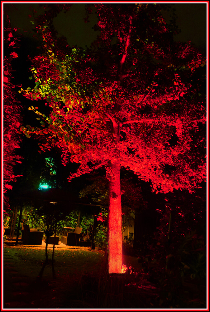 Ich sehe rot "Der rote Baum"
Elise
Schlüsselwörter: 2024